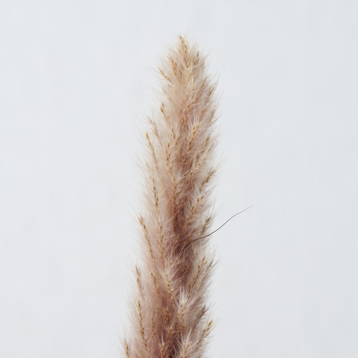 Dekozweig Pampasgrass 6 tlg.